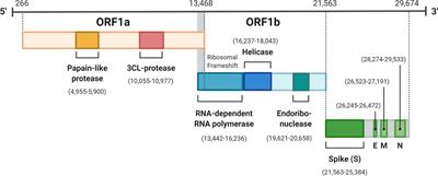 SARS-CoV-2 and the Missing Link of Intermediate Hosts in Viral Emergence - What We Can Learn From Other Betacoronaviruses